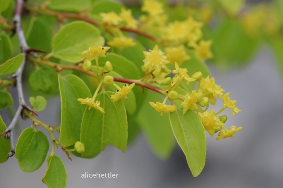 Christusdorn (Paliurus spina-christi)